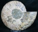 Split Ammonite Fossil (Half) - Beautiful #7975-1